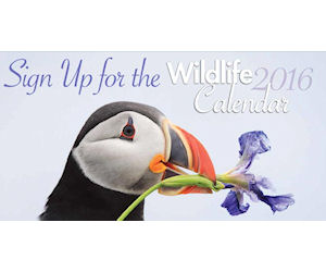 Request 2016 Canadian Wildlife Calendar