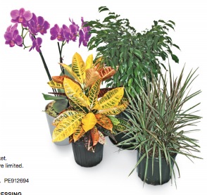Coupon - Get 25% off at Home Depot on all Tropicals, Orchids or Florals