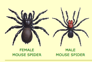 Free Spider Identification Chart