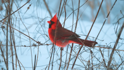 Free 2026 Calendar from Anacostia Trails Heritage Area