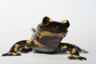 Request Free Bsal Testing Kit for Salamander and Newts