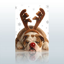 Request Free Digi Print Christmas Card Samples-Biz