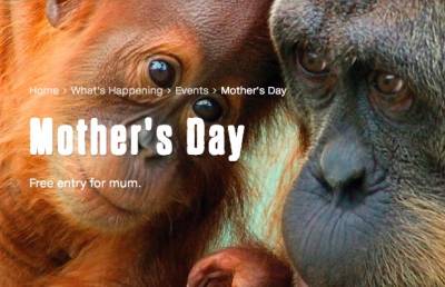 Free Entry to Perth Zoo for All Mums 