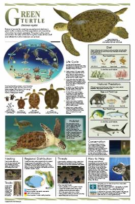  Florida Sea Turtle Life History Posters -FLA