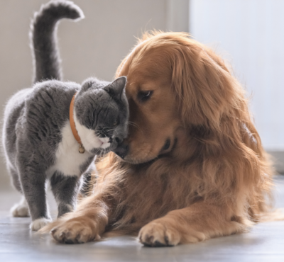 Free Pet Products from Fur Buddies
