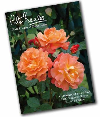 Request Free Peter Beales Flower Book