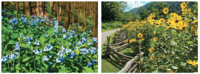 free Roadsides in Bloom calendar