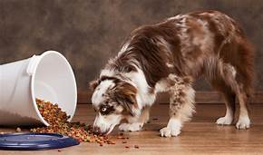 Free Sample Of Aussie Dog Food