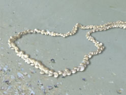 Request Free Shell Necklace From The Beaches of Fort Myers & Sanibel