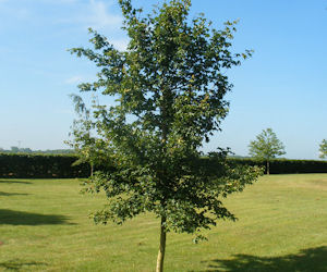 Sign up: Free Trees & Hedges for North West Leicestershire 