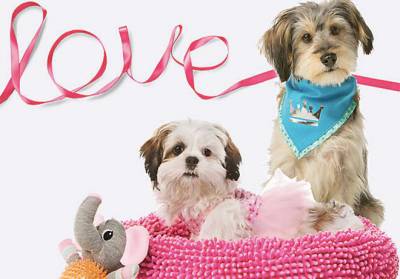 Valentine’s Day Photo & Doggie Ice Cream at Petsmar