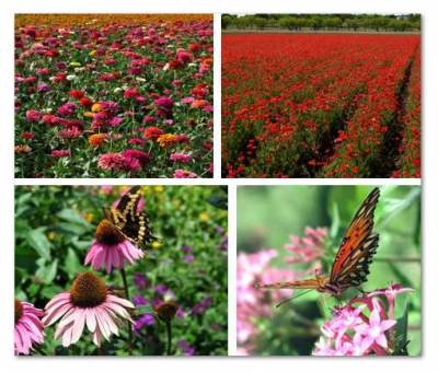 FREE Wildseed Farms Wildflower Guide and Seed Catalog!
