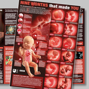 Request  Nine Months Pregnancy Poster