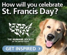 Request: St. Francis Day in a Box