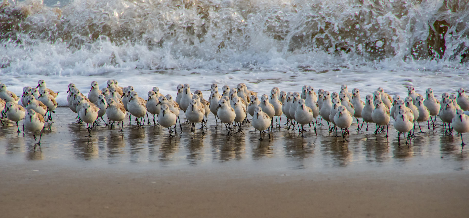 Free Birding and Wildlife Watching Guide