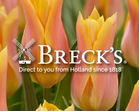 Free Breck’s Catalogue