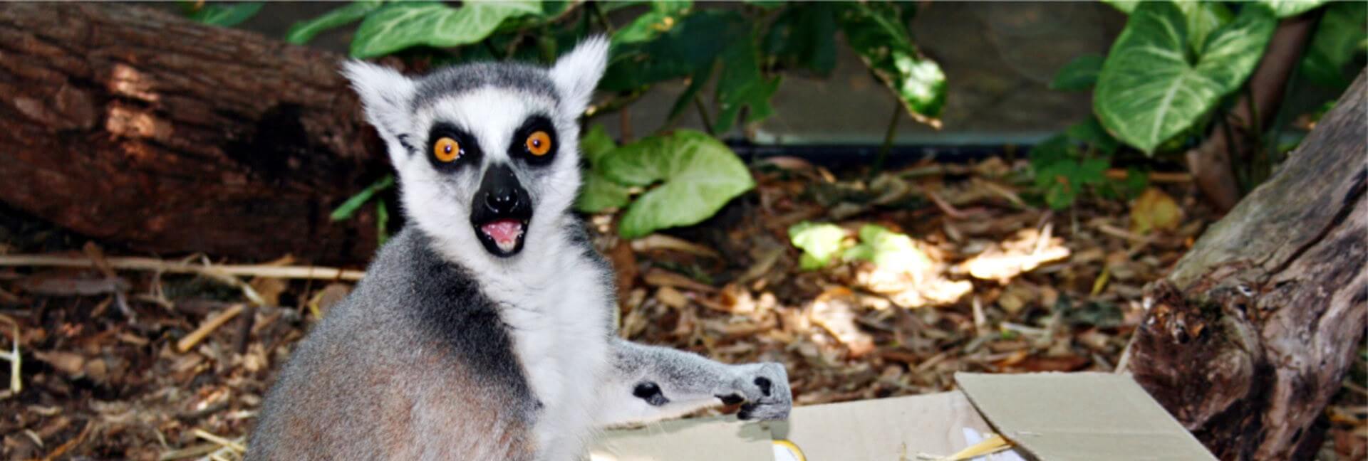 Free Entry to Perth Zoo for All Mums