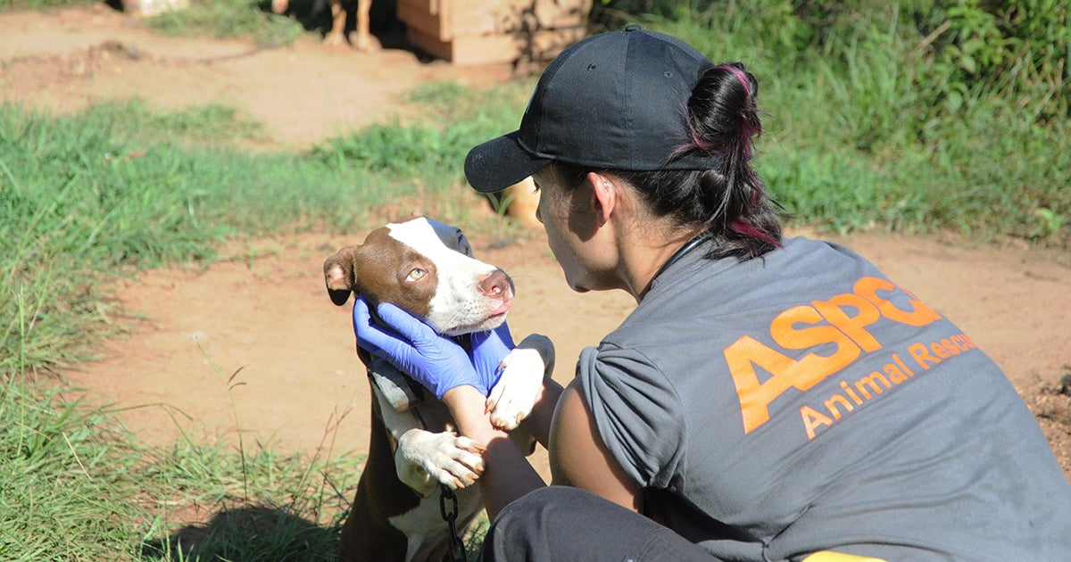 Free Pet Safety Pack