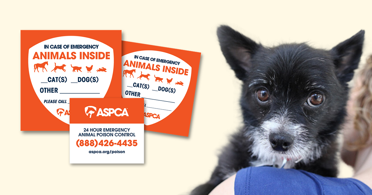 Free Pet Safety Pack from ASPCA